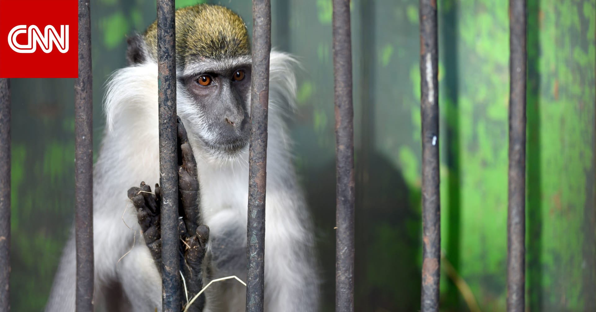 مصر تشدد حظر استيراد القرود أو دخولها “ترانزيت”.. ومسؤول: إجراء وقائي