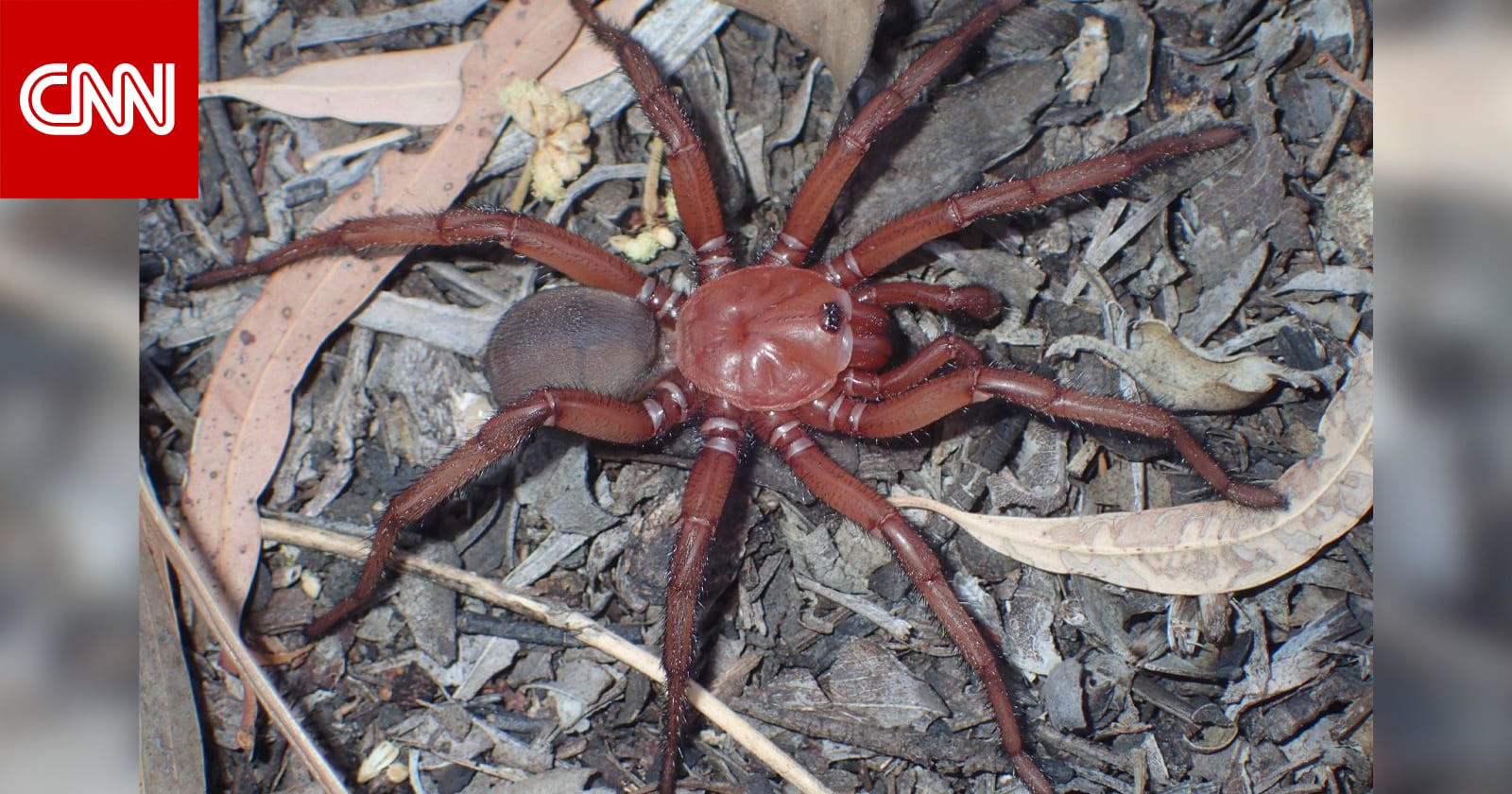 في أستراليا.. رصد عنكبوت عملاق ونادر من أنواع الباب المسحور