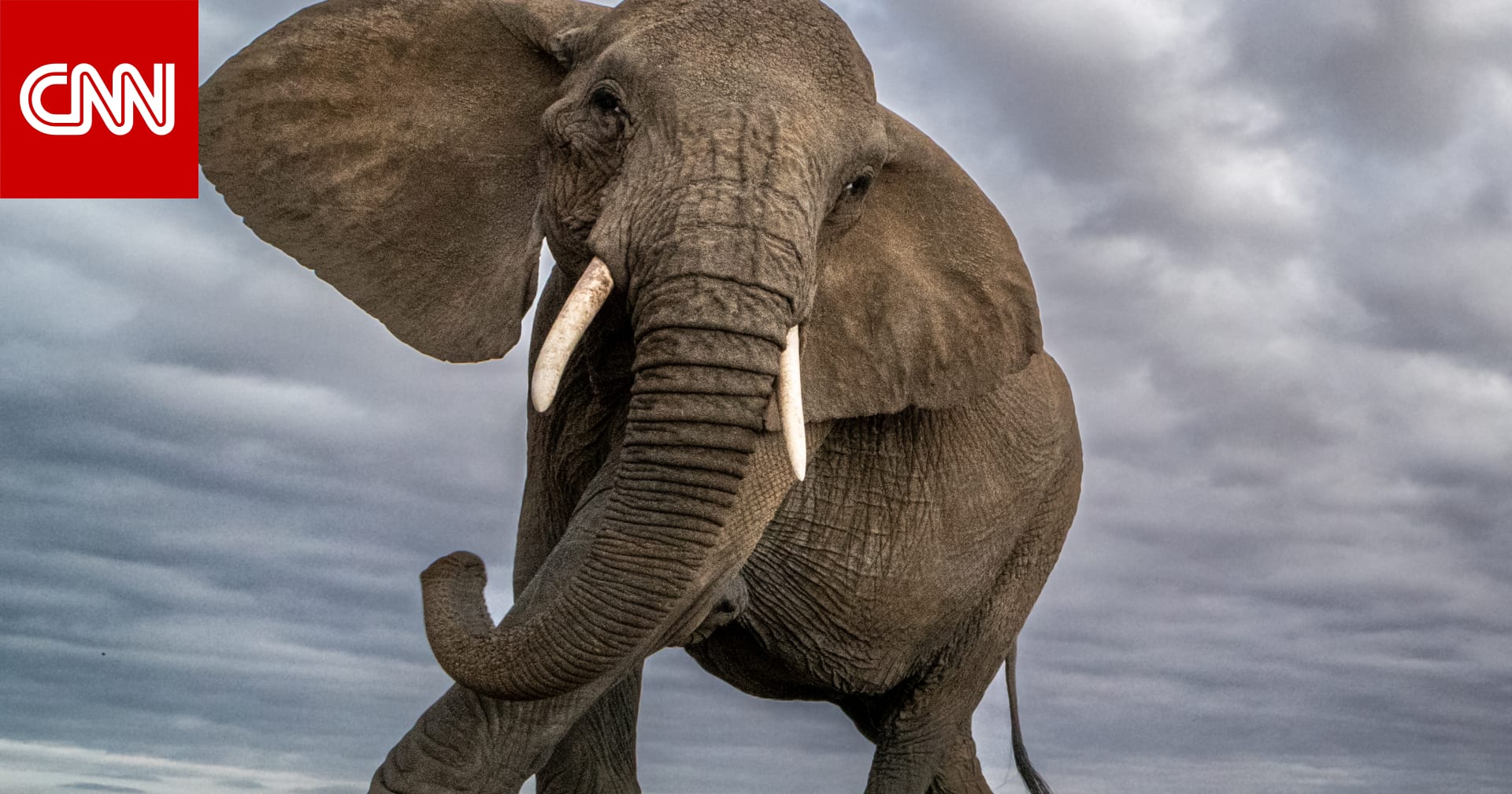 مصور يقتنص صورة فريدة لصغير فيل..كيف وثقها؟